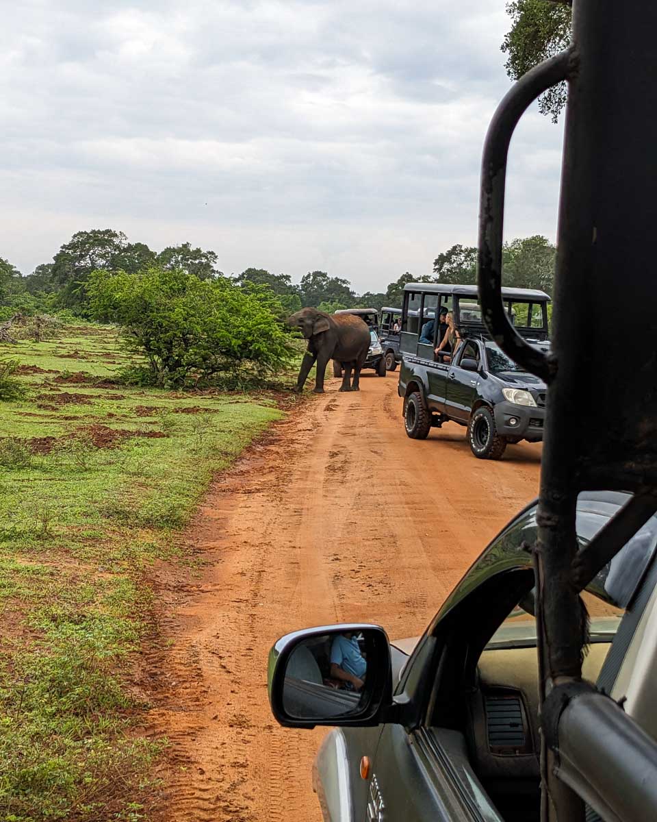 Watching an elephant eat from a tree from our jeep in Yala National Park Sri Lanka