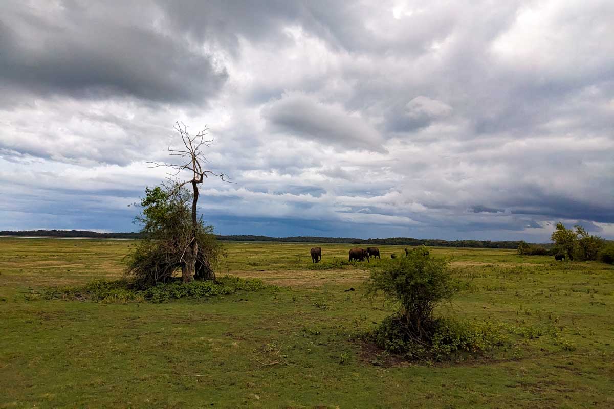 Wild elephants roam across a field at Minneriya National Park Sri Lanka