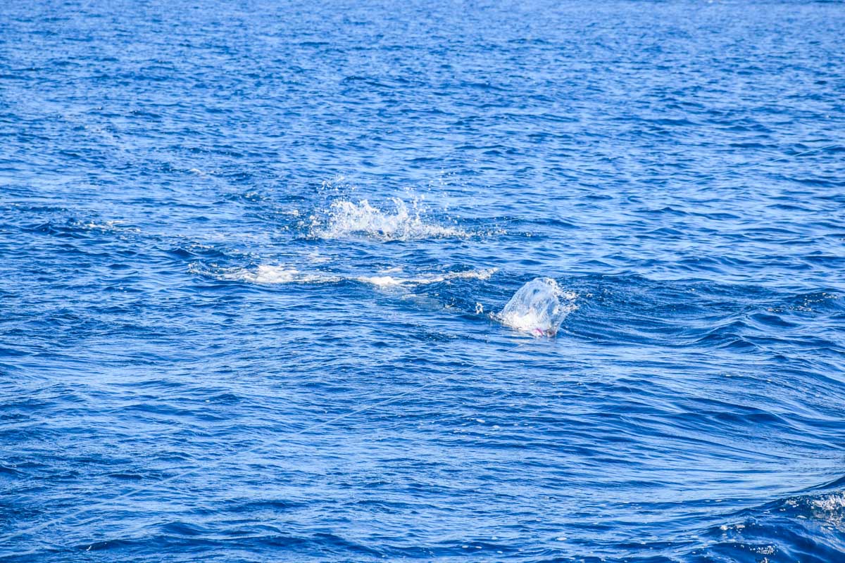 A fish takes the line out the back of our boat on a fishing tour in Puerto Vallarta