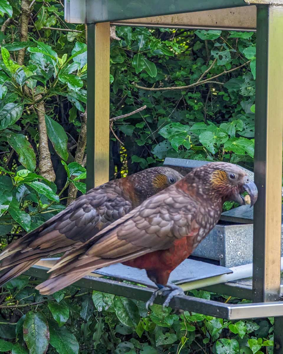 Birds feed at Zealandia Eco Sanctuary in New Zealand