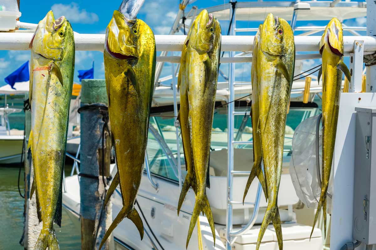 Five Mahi Mahi fish we caught on a fishing tour in Puerto Vallarta, Mexico