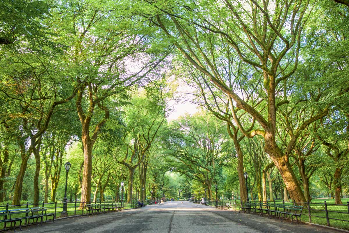 The Mall in Central Park, NYC