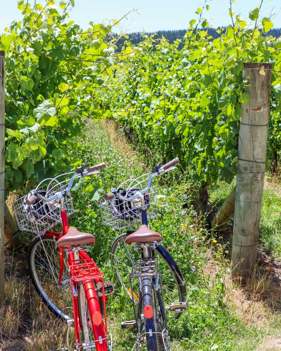 Two bikes at the vines in the Martinborough Wine Region
