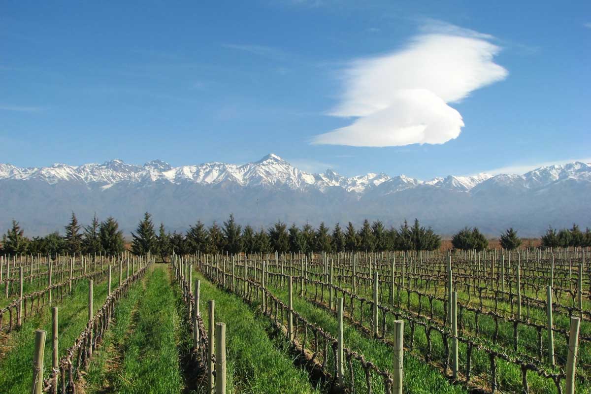 Views at Trapiche Winery