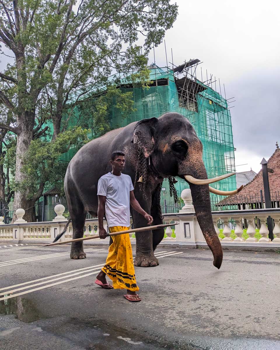 A man walks with his elephant at the Sacred Tooth Temple Kandy Sri Lanka