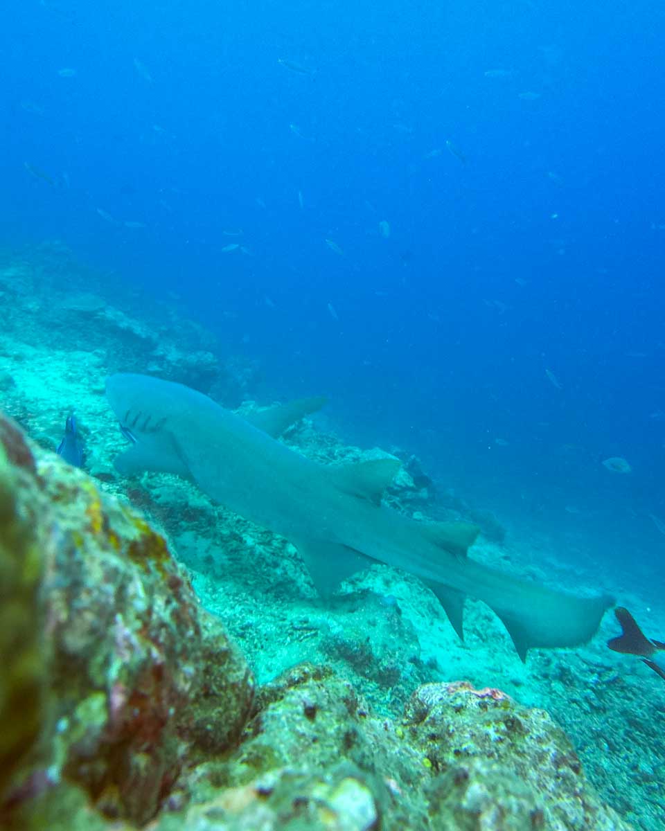 A shark swims below me while snorkeling in Fiji