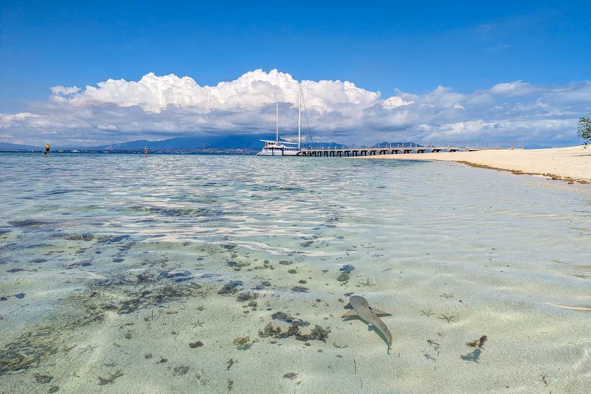 A shark swims in the shallow waters of Tivua Island with the jetty in the background in Fiji
