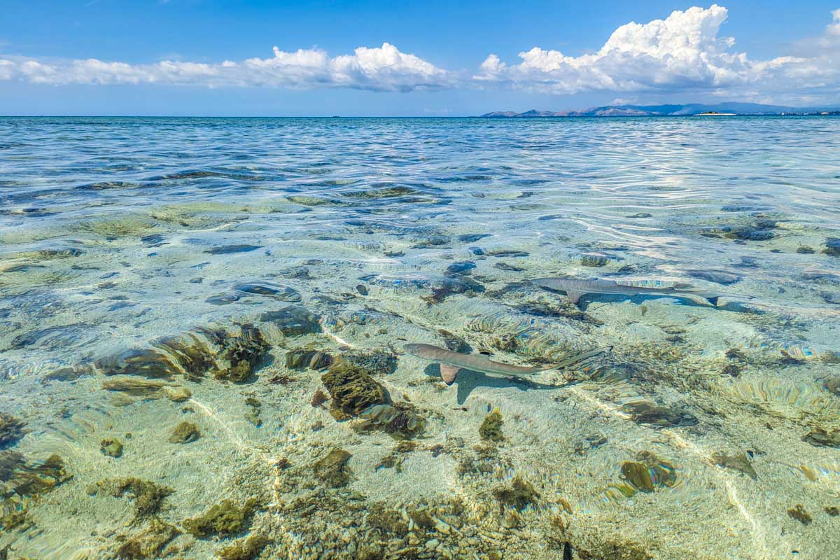 A small reef shark swims in the shallow waters of South Sea Island, Fiji