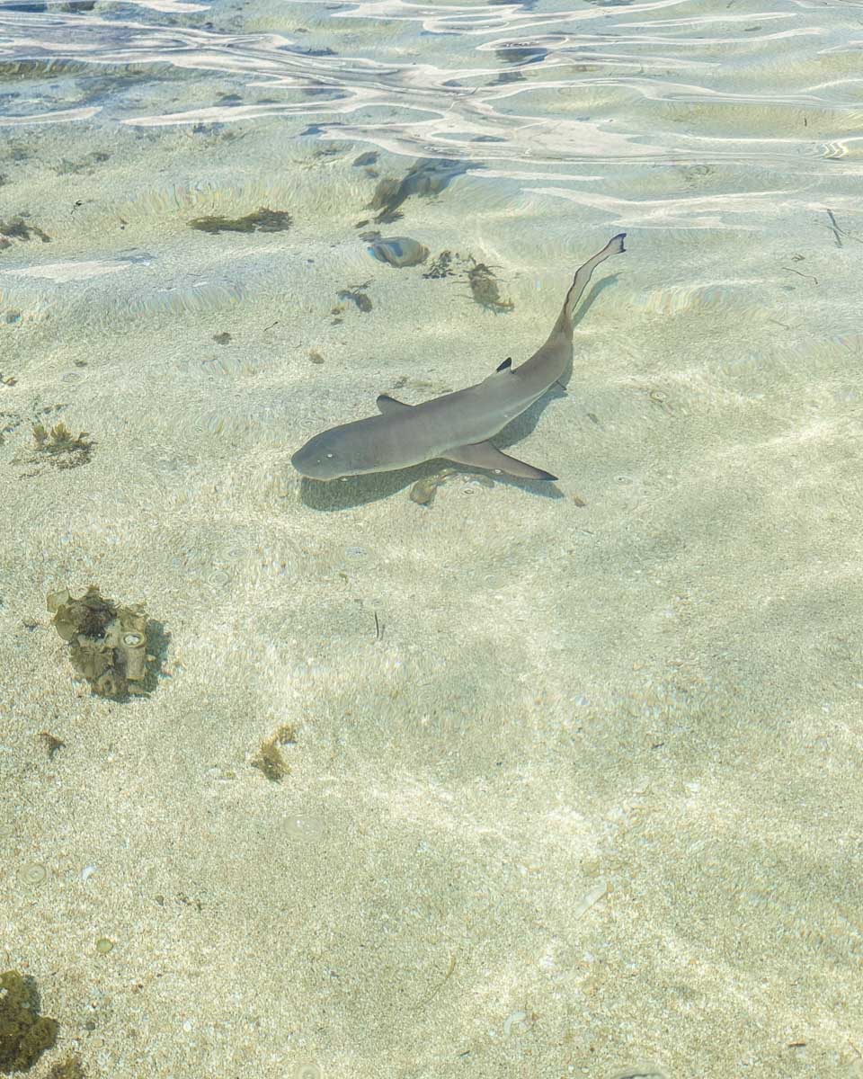 A small reef shark swims off the beach at South Sea Island, Fiji