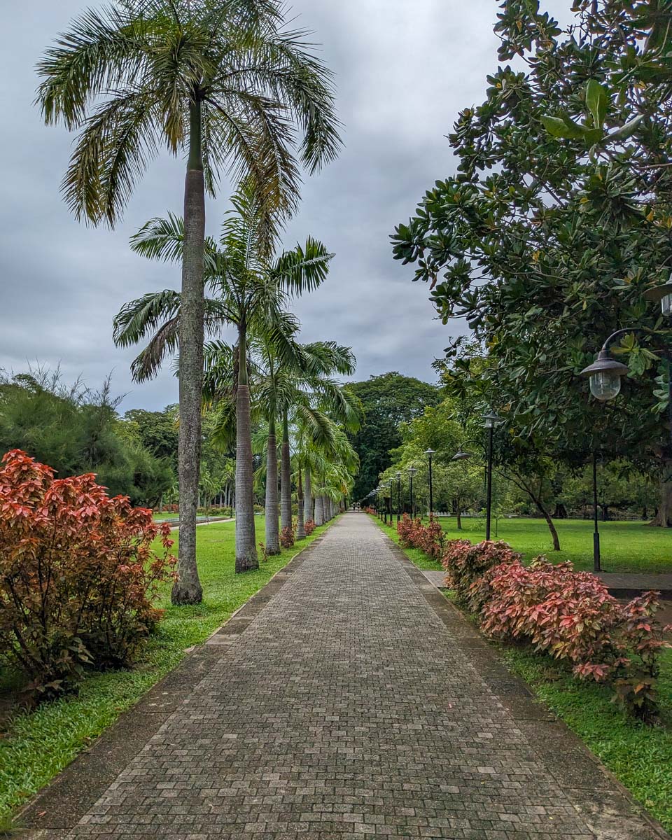 A stone path with palm trees and bushes locatede in Viharamahadevi Park Colombo, Sri Lanka
