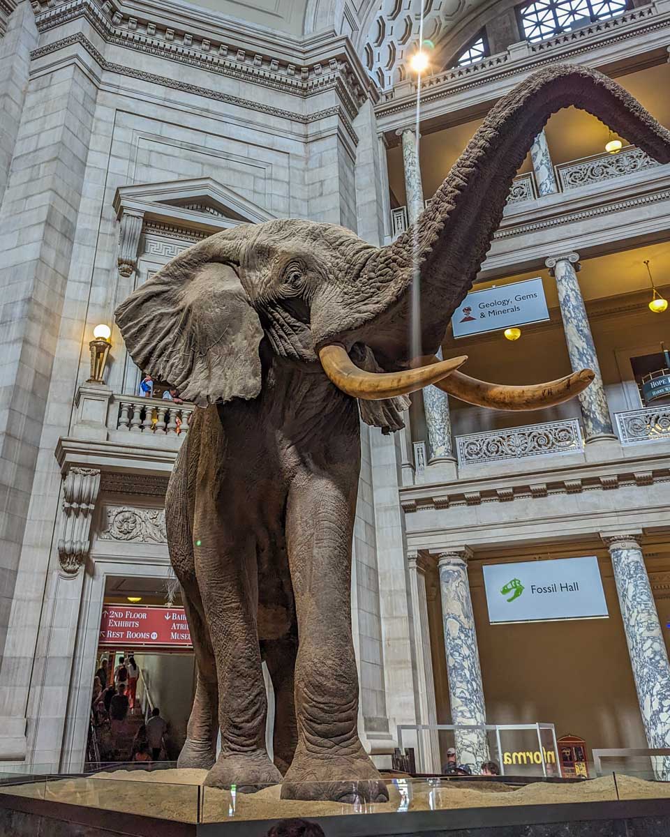 An elephant statue at the Smithsonian National Museum of Natural History in Washington DC