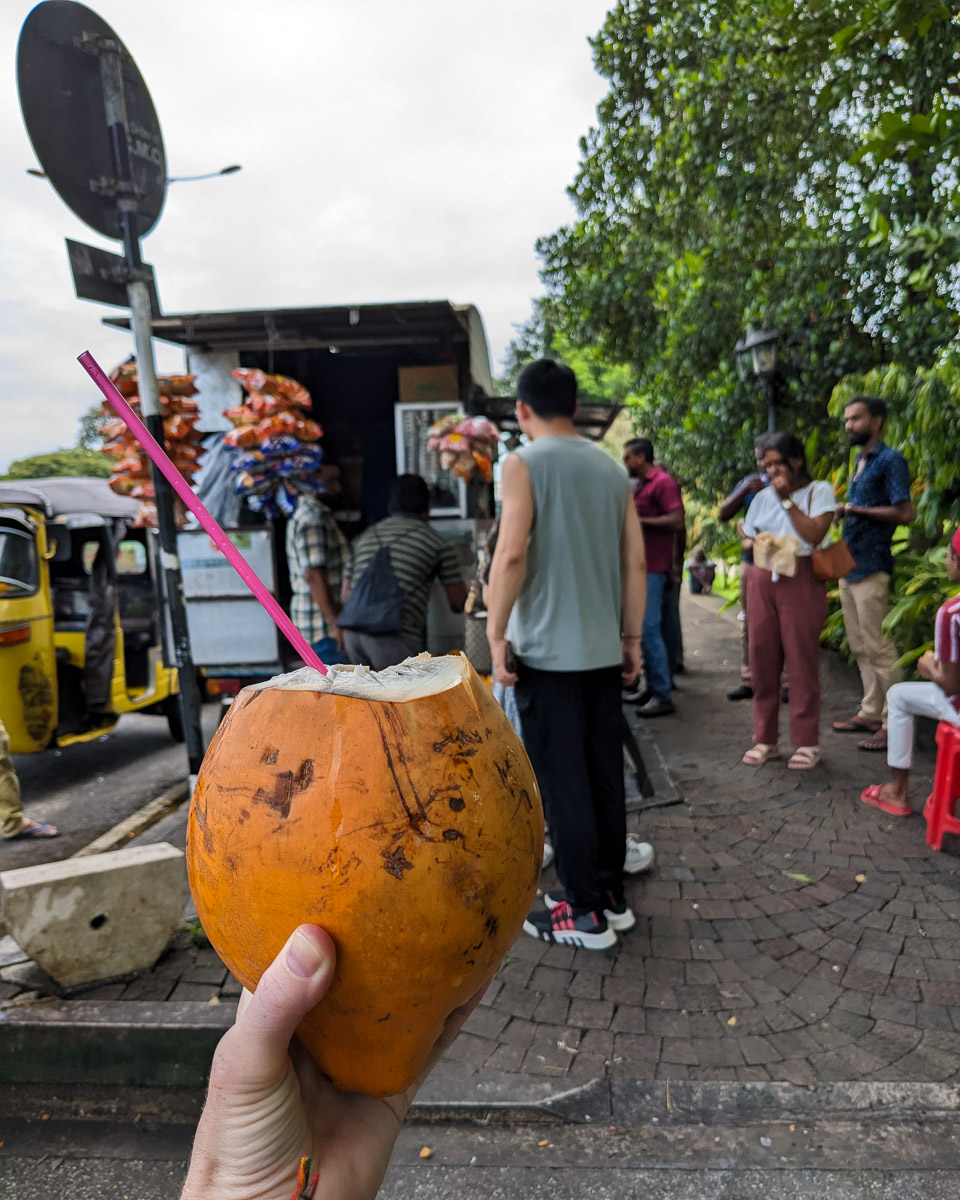 Holding and drinking a King Coconut at a local fruit vendors stall on the street next to Viharamahadevi Park Colombo, Sri Lanka