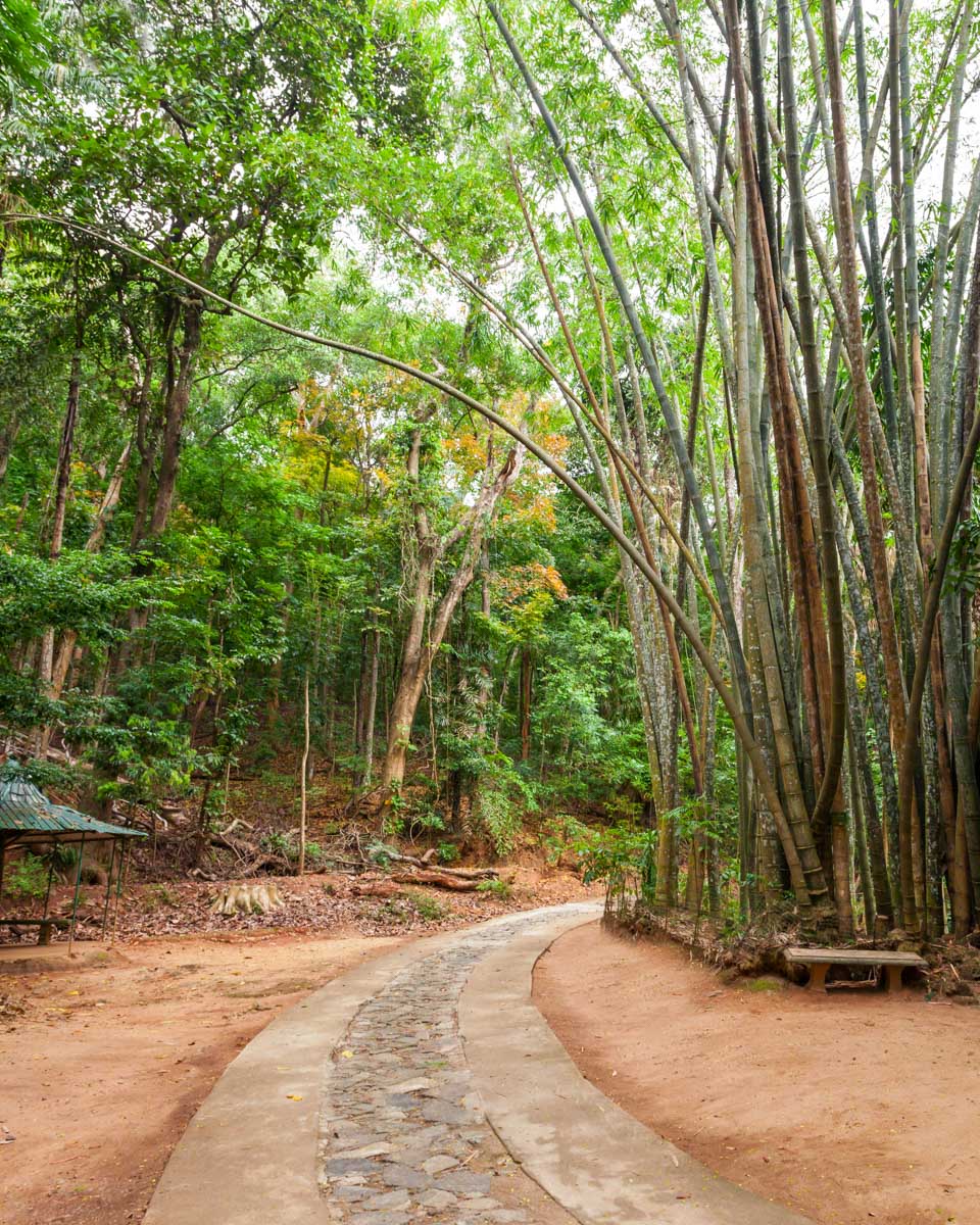 Pathway through Udawatta Kele Sanctuary in Kandy