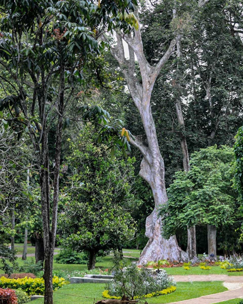Pathway through the Royal Botanic Gardens in Kandy