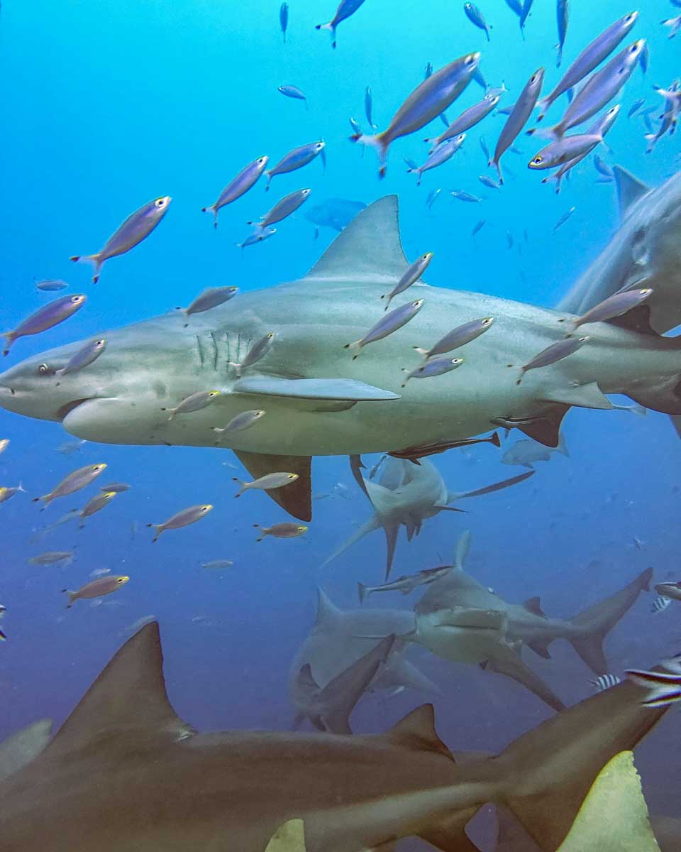 A bull shark swims by during a shark dive fiji