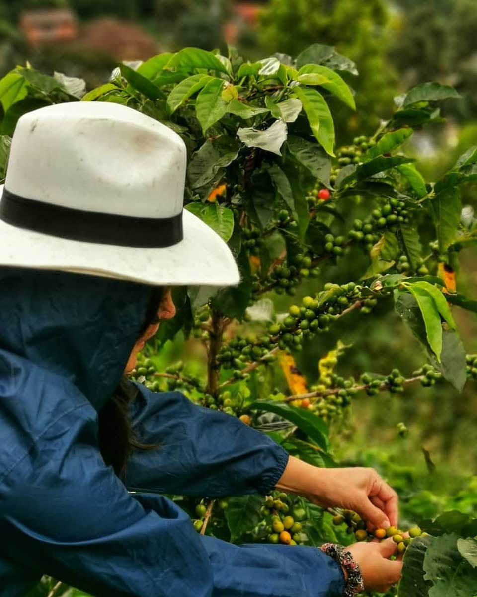 A lady picks Coffee in Jardin Colombia