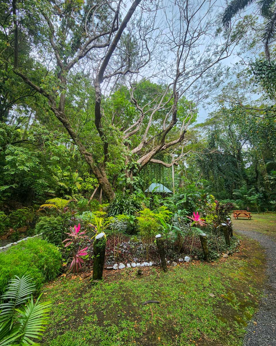 A large beautiful tree at the garden of the sleeping giant fiji