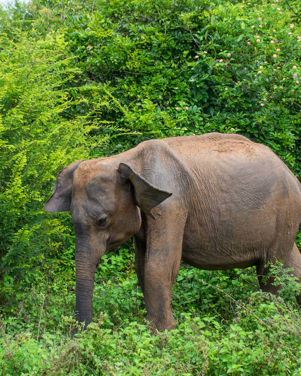 A male elephant near our jeep inside Udawalawe National Park, Sri Lanka