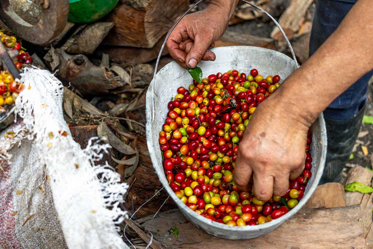 A man goes through coffee beans on a tour from Medellin Colombia