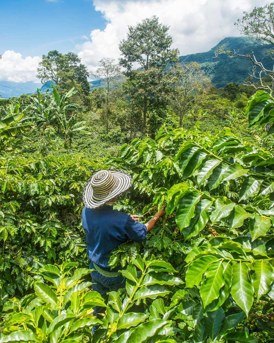 A man picks coffee in Colombia