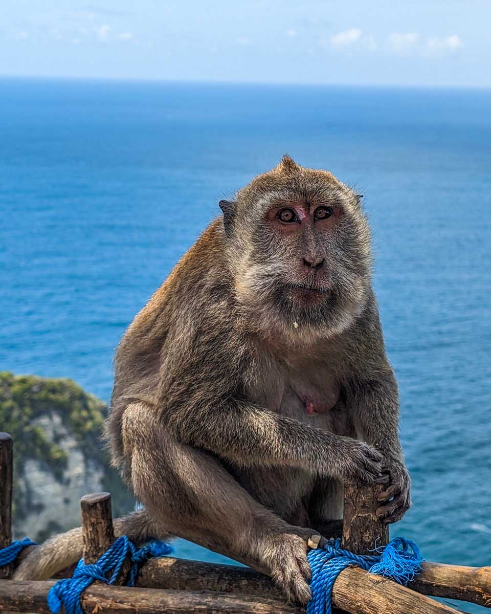 A monkey at Kelingking Cliff on Nusa Penida, Bali
