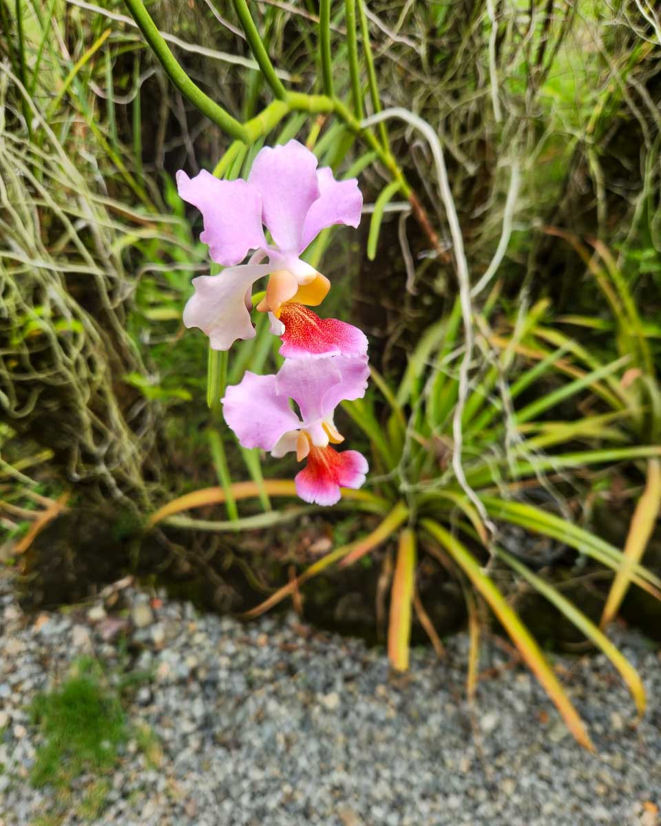 A pink and red flower at the garden of the sleeping giant fiji