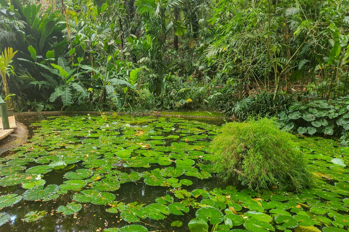 A pond filled with lillies at the garden of the sleeping giant fiji