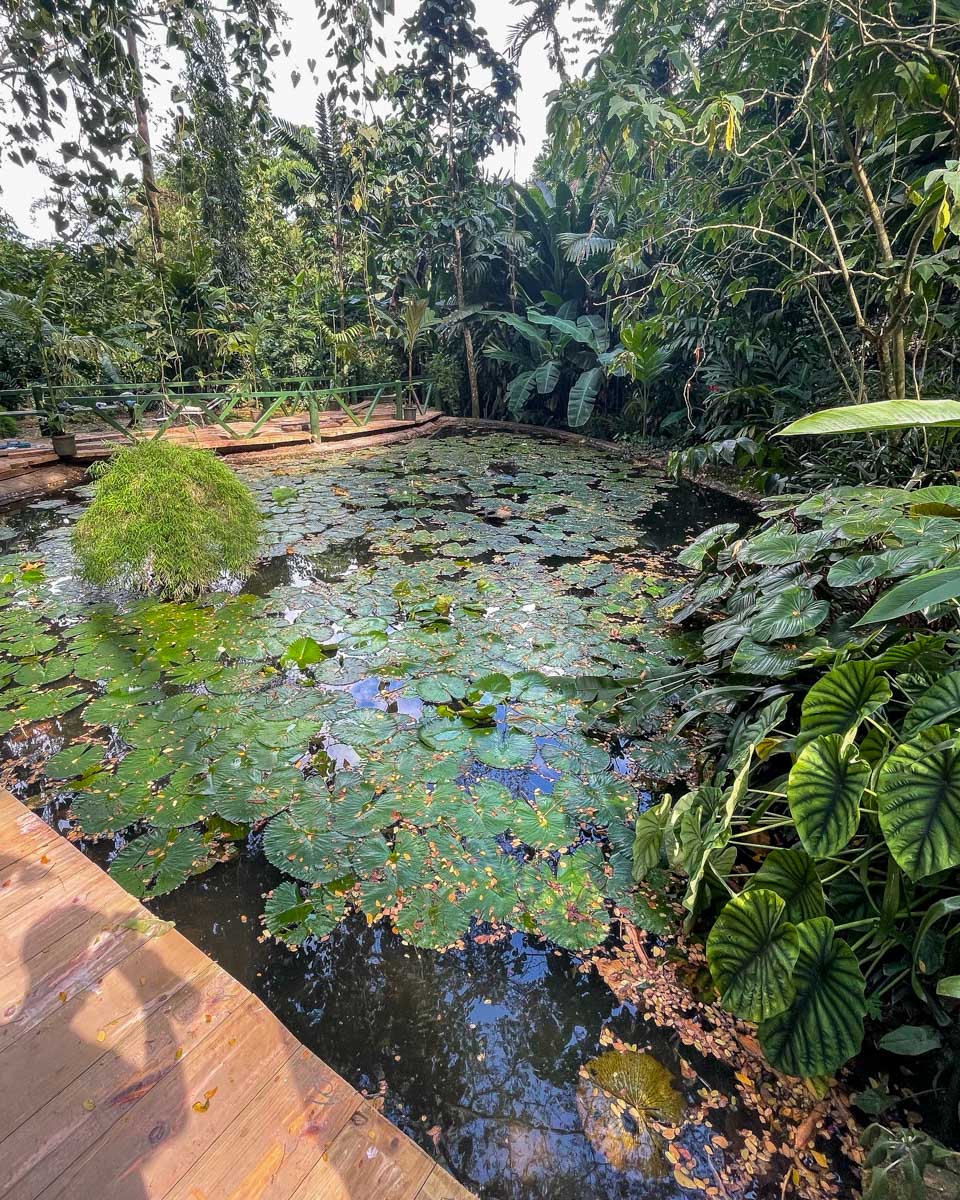 A pond filled with lily pads at the garden of the sleeping giant fiji