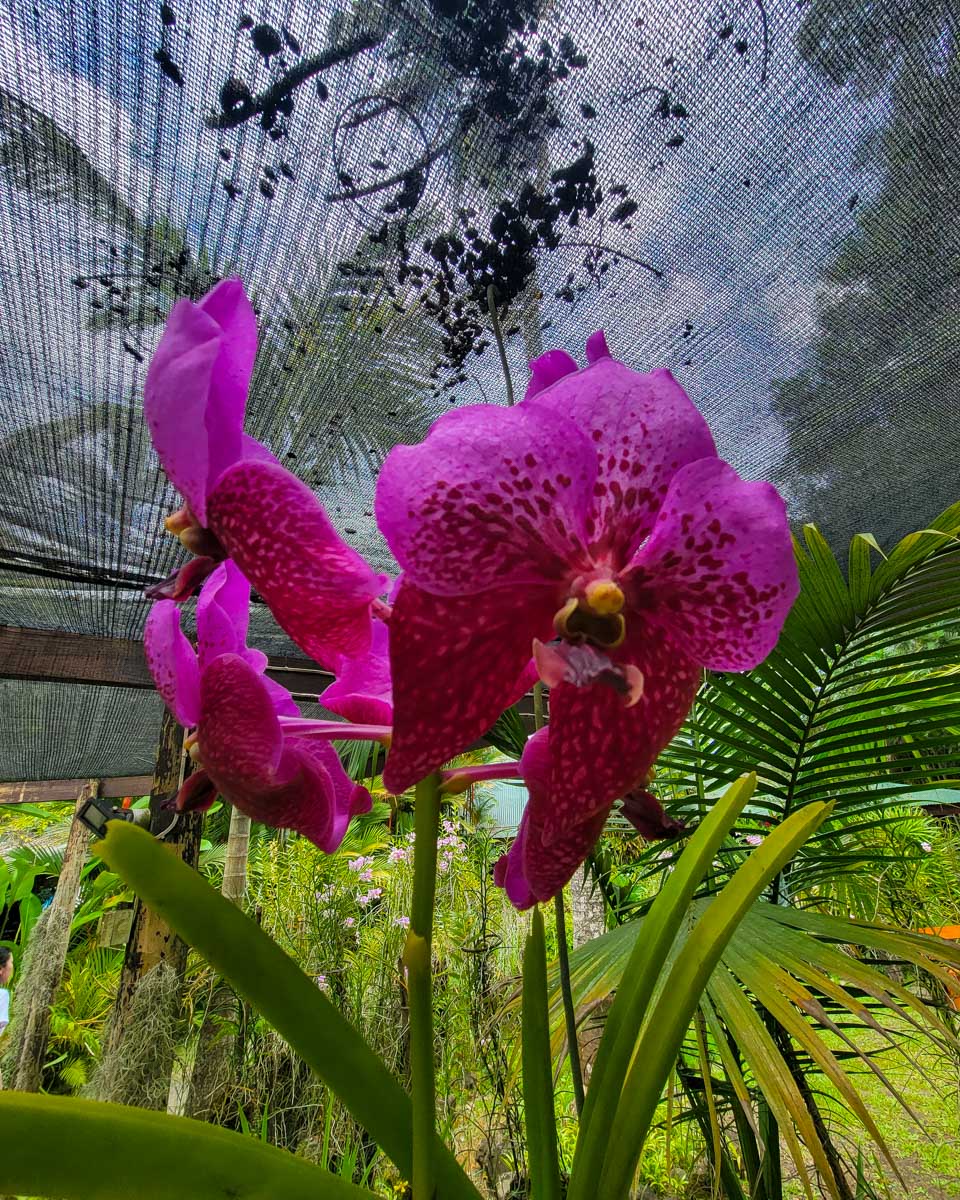 A purple flower at the garden of the sleeping giant fiji