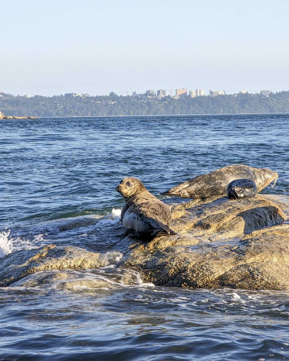 A seal on a rock from the zodiac boat vancouver, canada