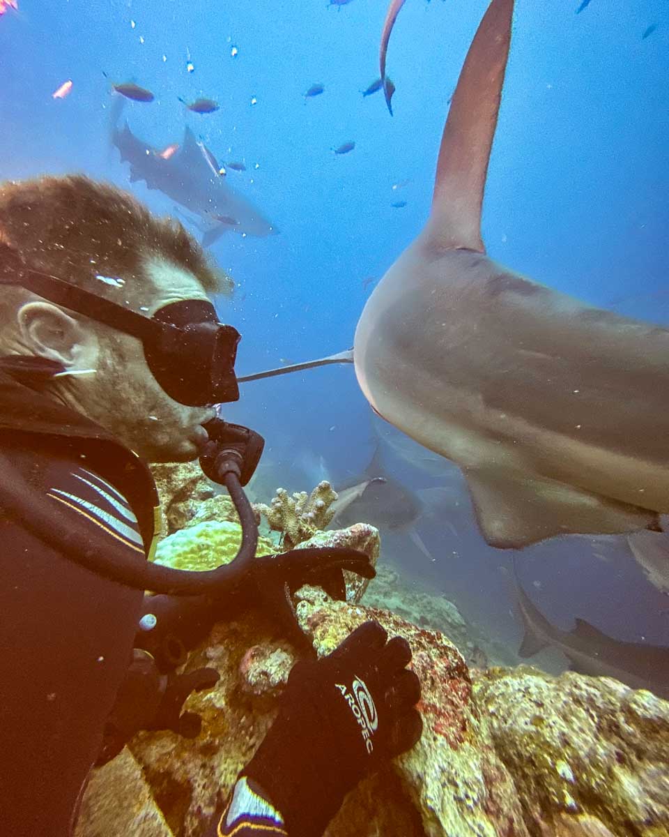 A shark a couple feet away from Daniel during a shark dive fiji
