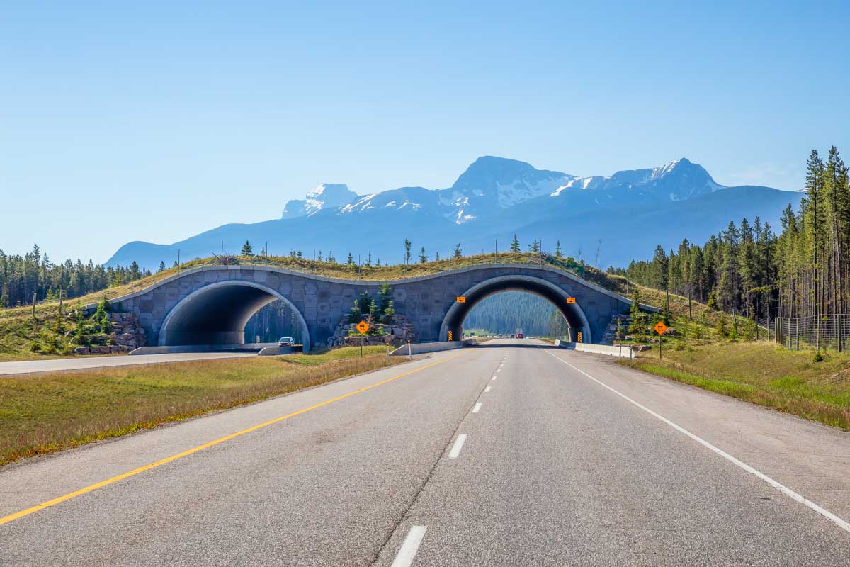 A wildlife crossing on the highway between Banff and Lake louise in canada