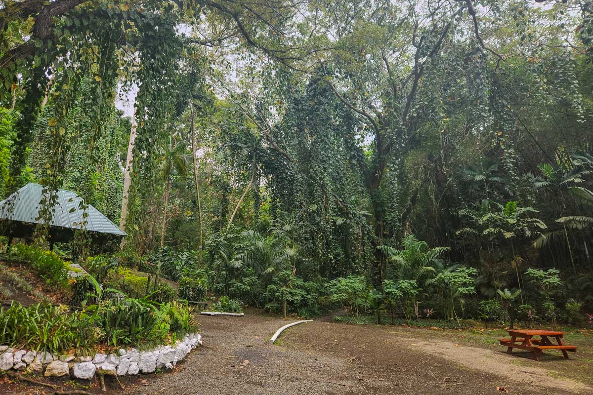 An area with a bench and covered area with lush jungle plants everywhere at the garden of the sleeping giant fiji