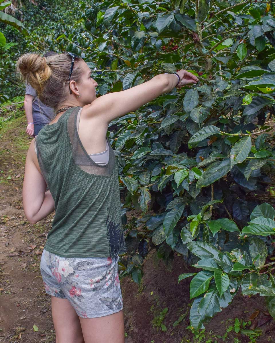 Bailey learns to pick coffee in Colombia