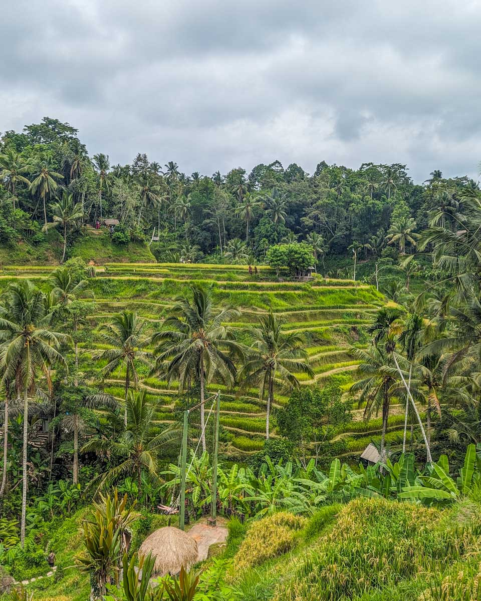 Ceking Rice Terrace in Ubud, Bali