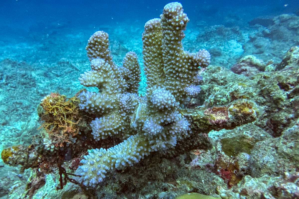 Coral during a shark dive fiji