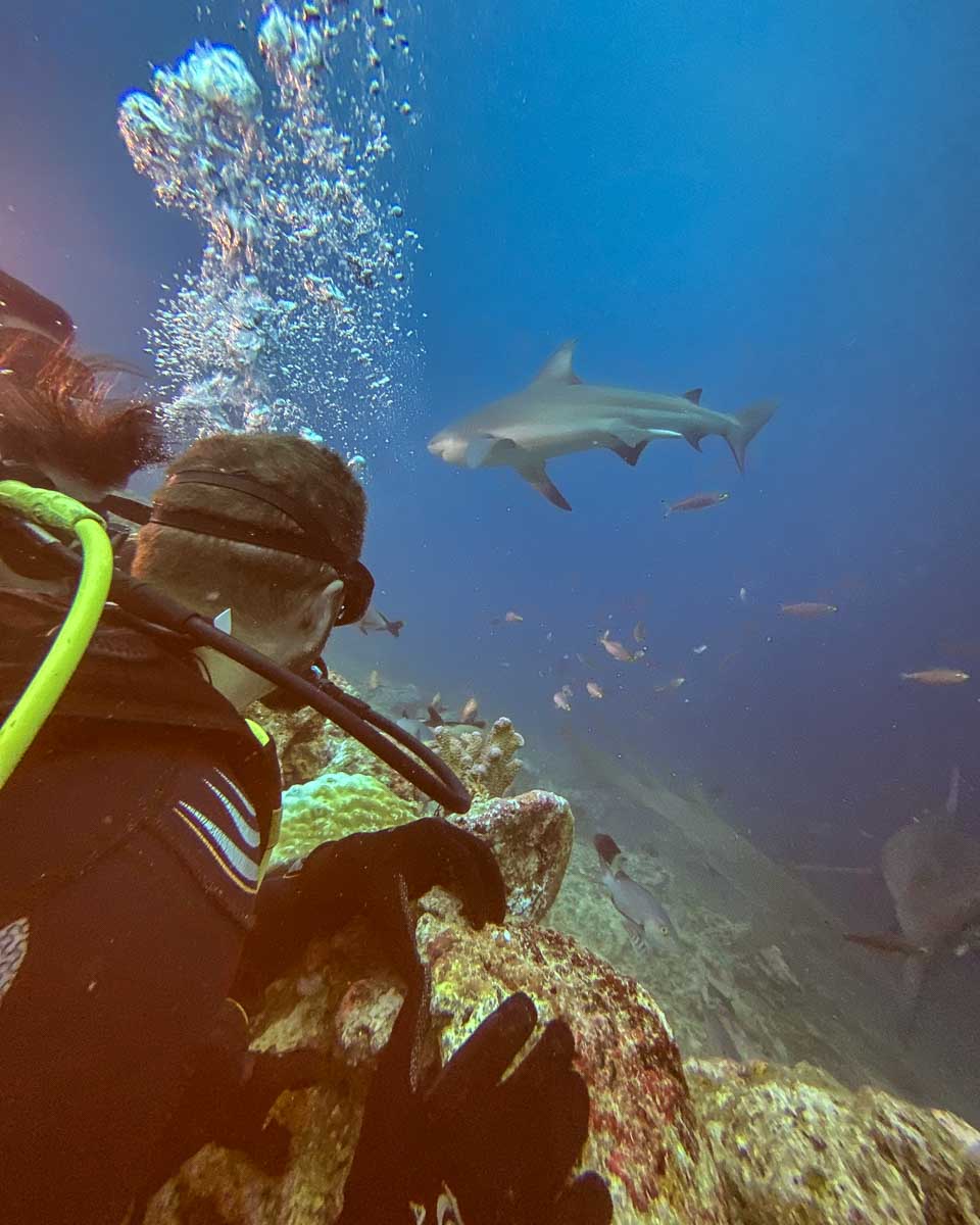 Daniel watches a shark from behind a wall during a shark dive fiji
