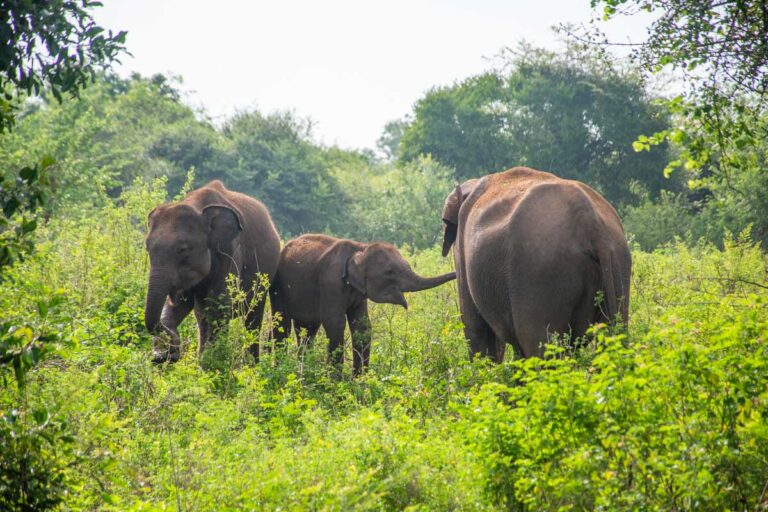 Elephant family in Udawalawe National Park, Sri Lanka