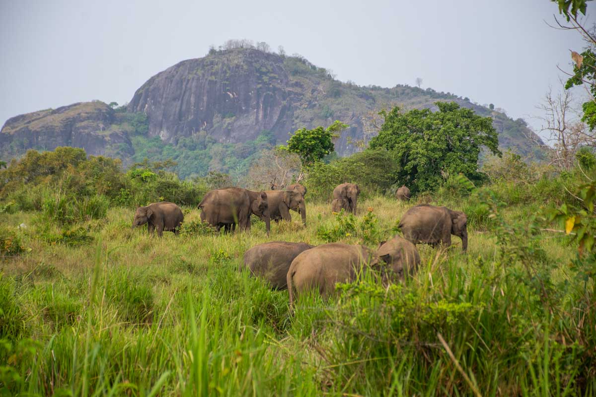 Herd of elephants in Maduru Oya National Park