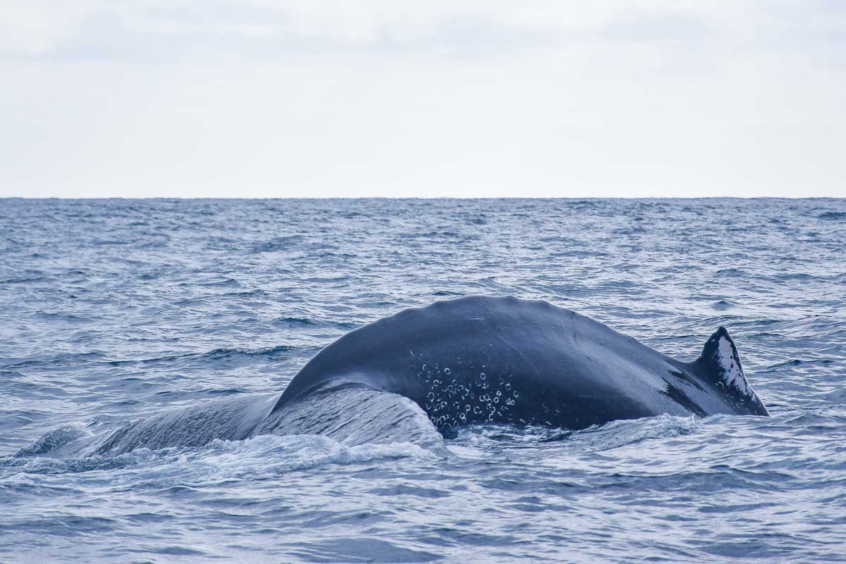 Humpback whale dives down off the costa of Perth
