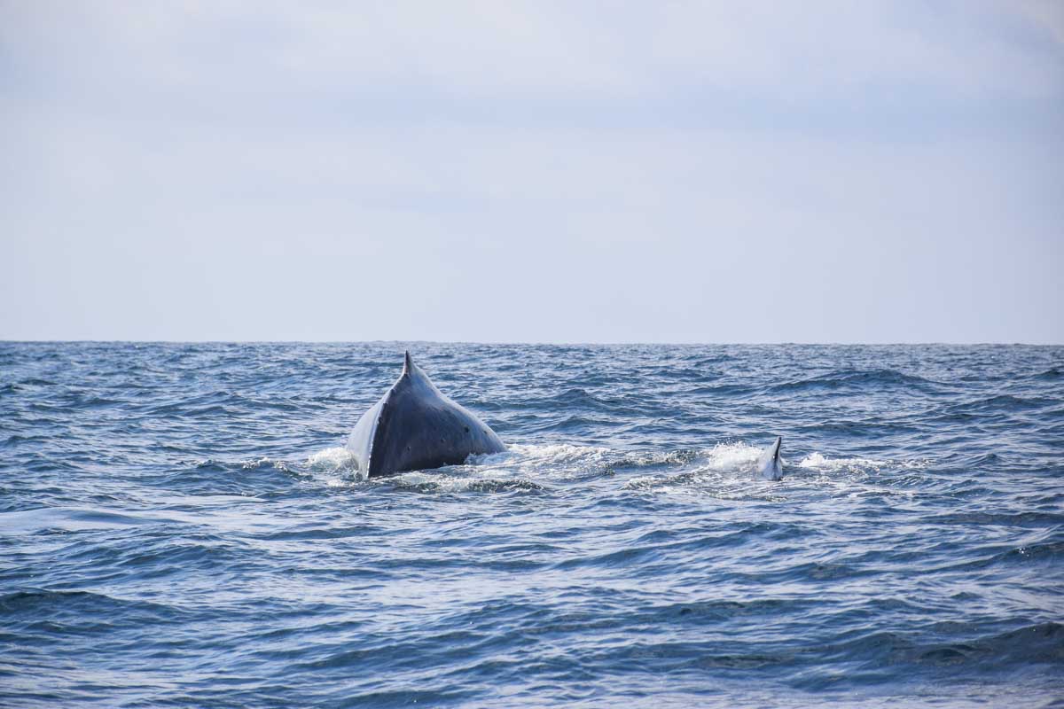 Humpback whale swims through Perth