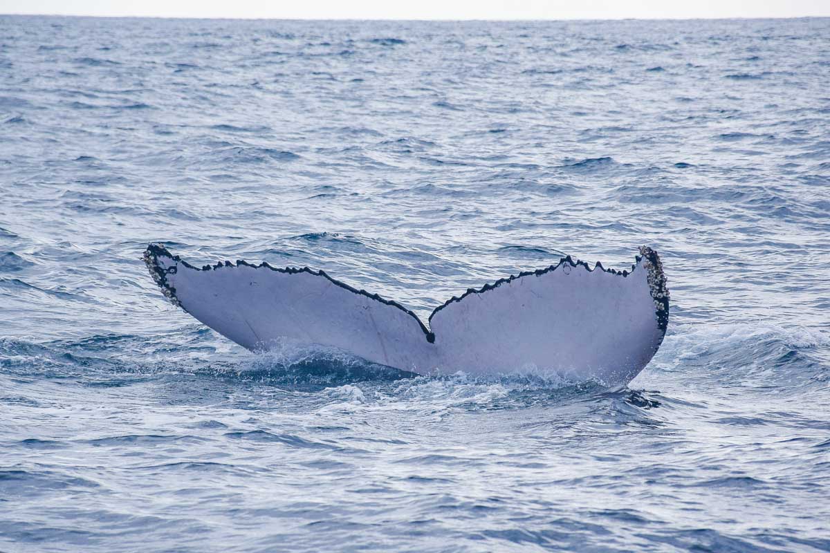 Humpback whale tail Perth