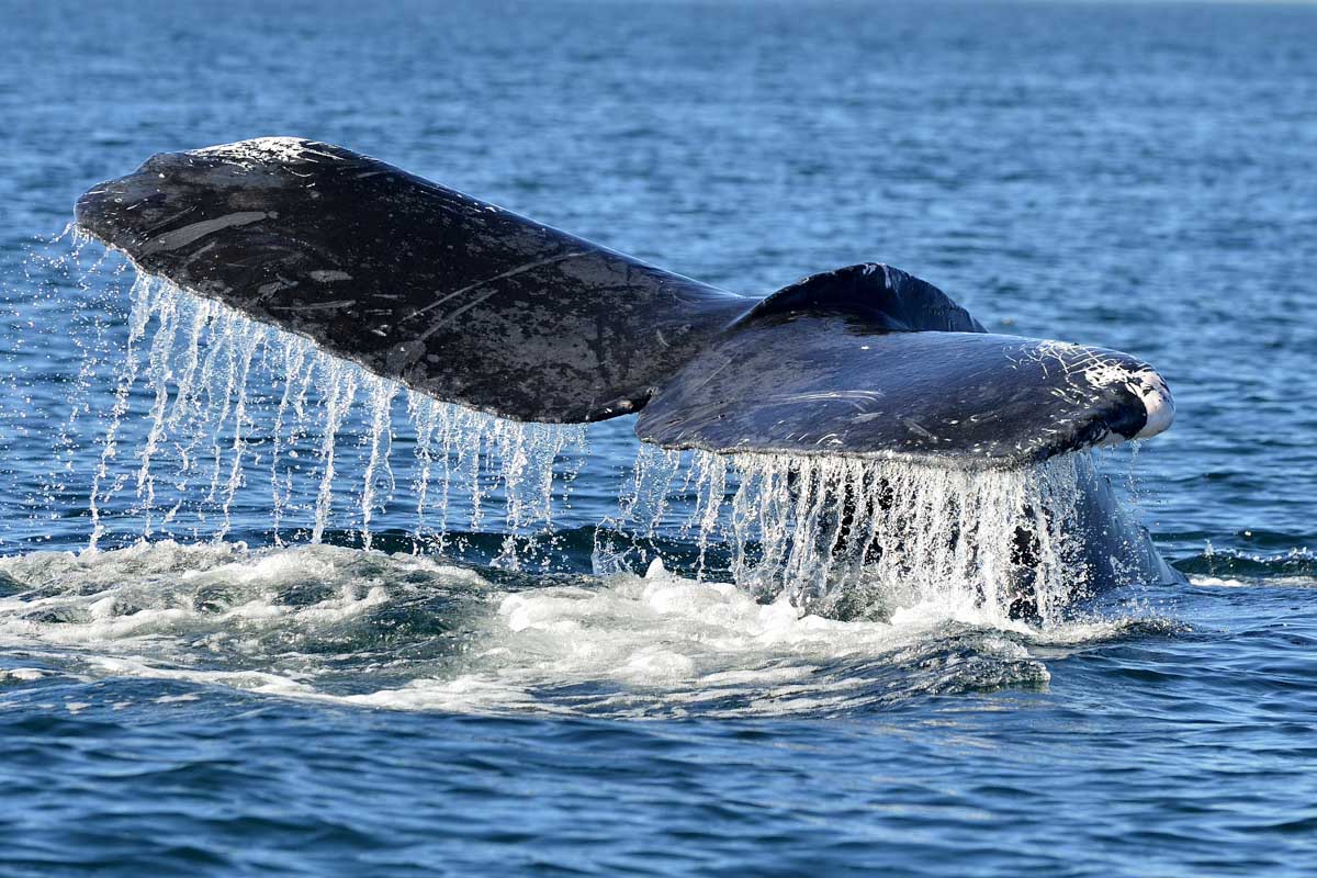 Humpback whale tail in Perth