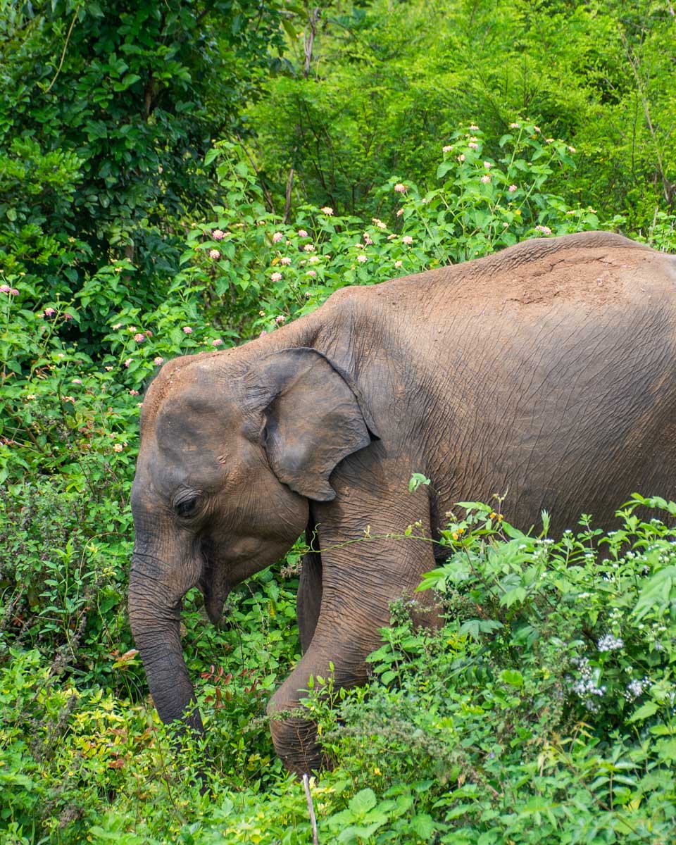 Large male elephant inside Udawalawe National Park, Sri Lanka