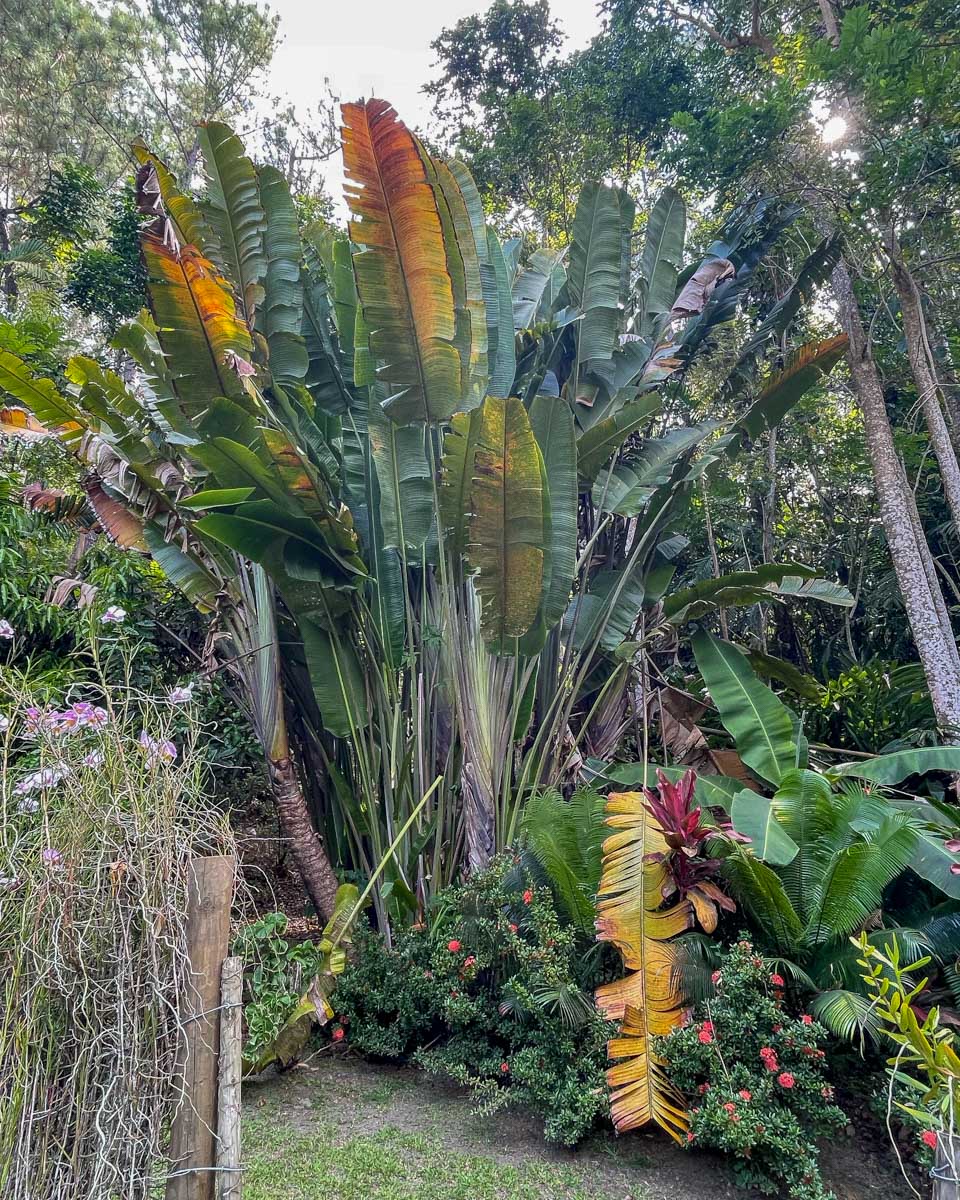 Massive leaves and flowers in the jungle at the garden of the sleeping giant fiji