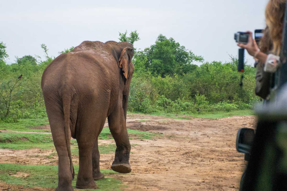 People photograph an elephant in Kaudulla National Park