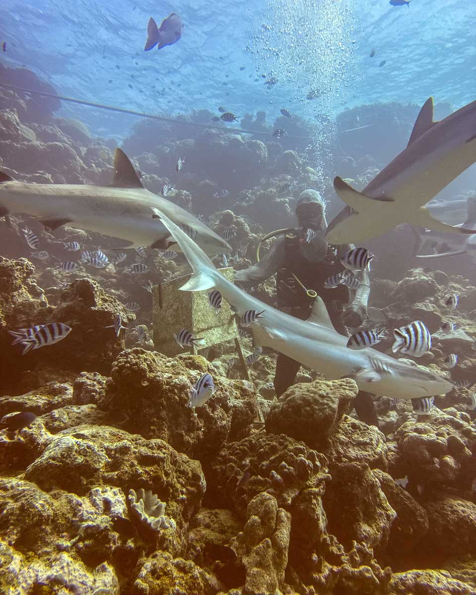 Reef sharks during a shark dive fiji