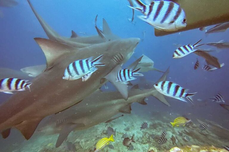 Sharks feeding during a shark dive fiji