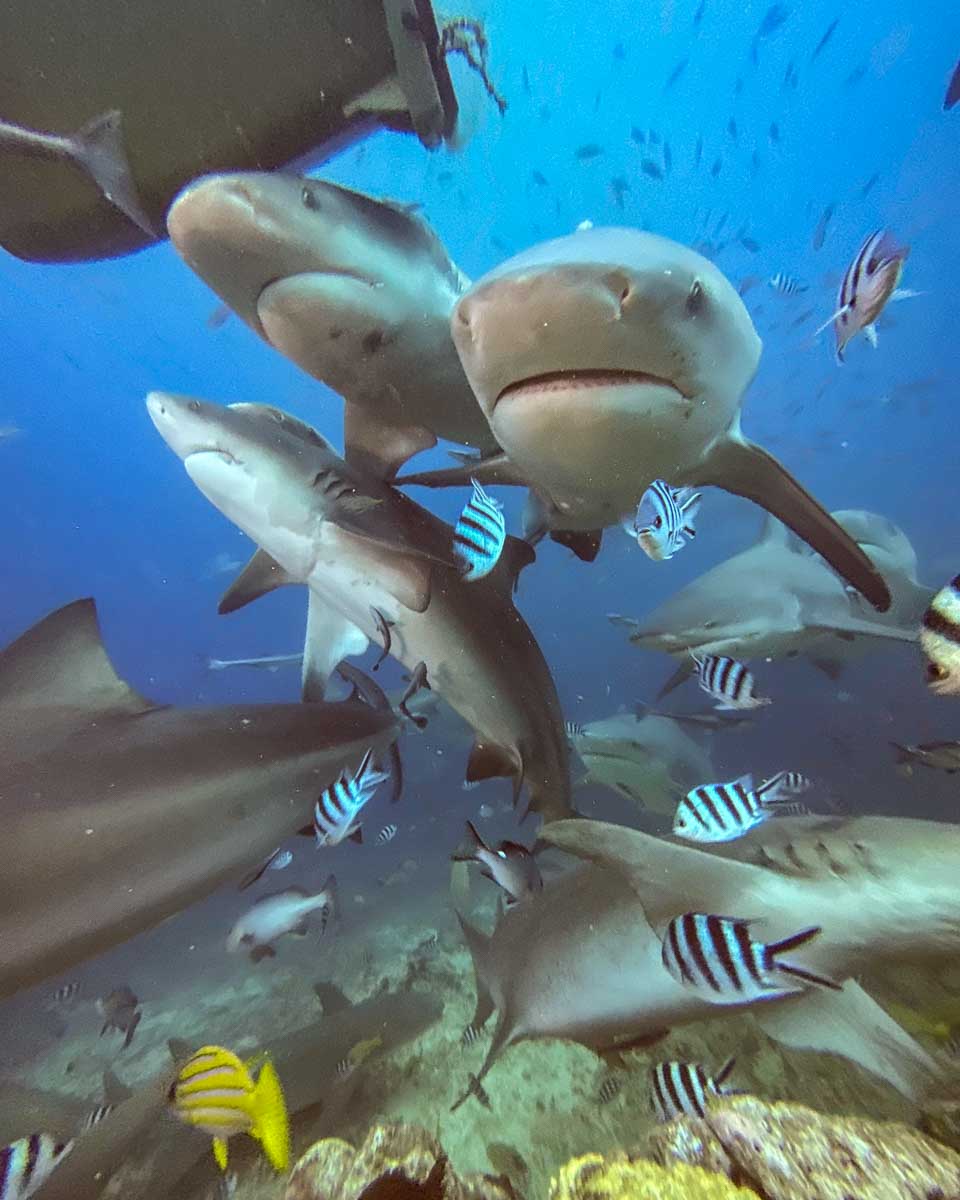 Three sharks come close during a shark dive fiji