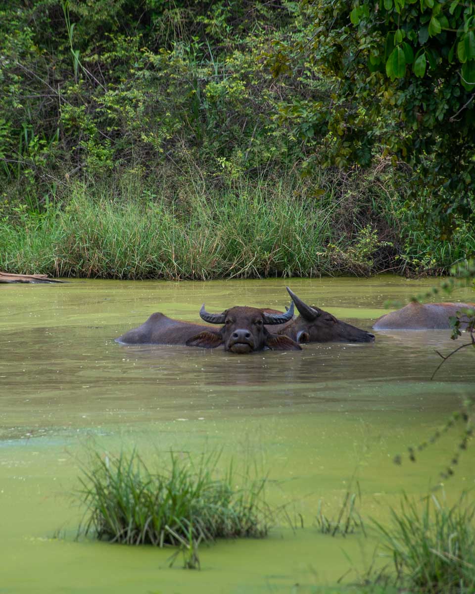 Two buffelo bath in mud inside Udawalawe National Park, Sri Lanka